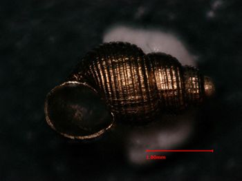 Media type: image;   Malacology 34444 Description: opening view of shell;  Aspect: apertural
